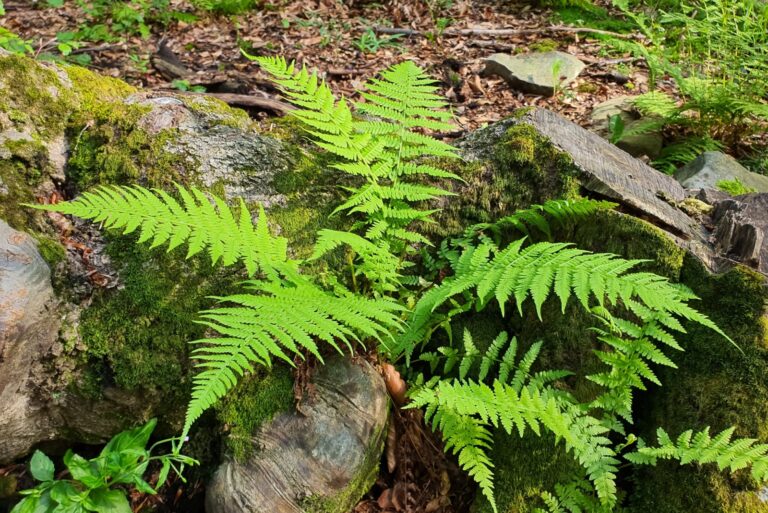 the lady fern