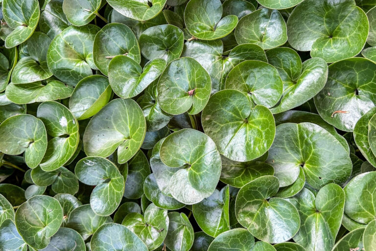 wild ginger (featured image)