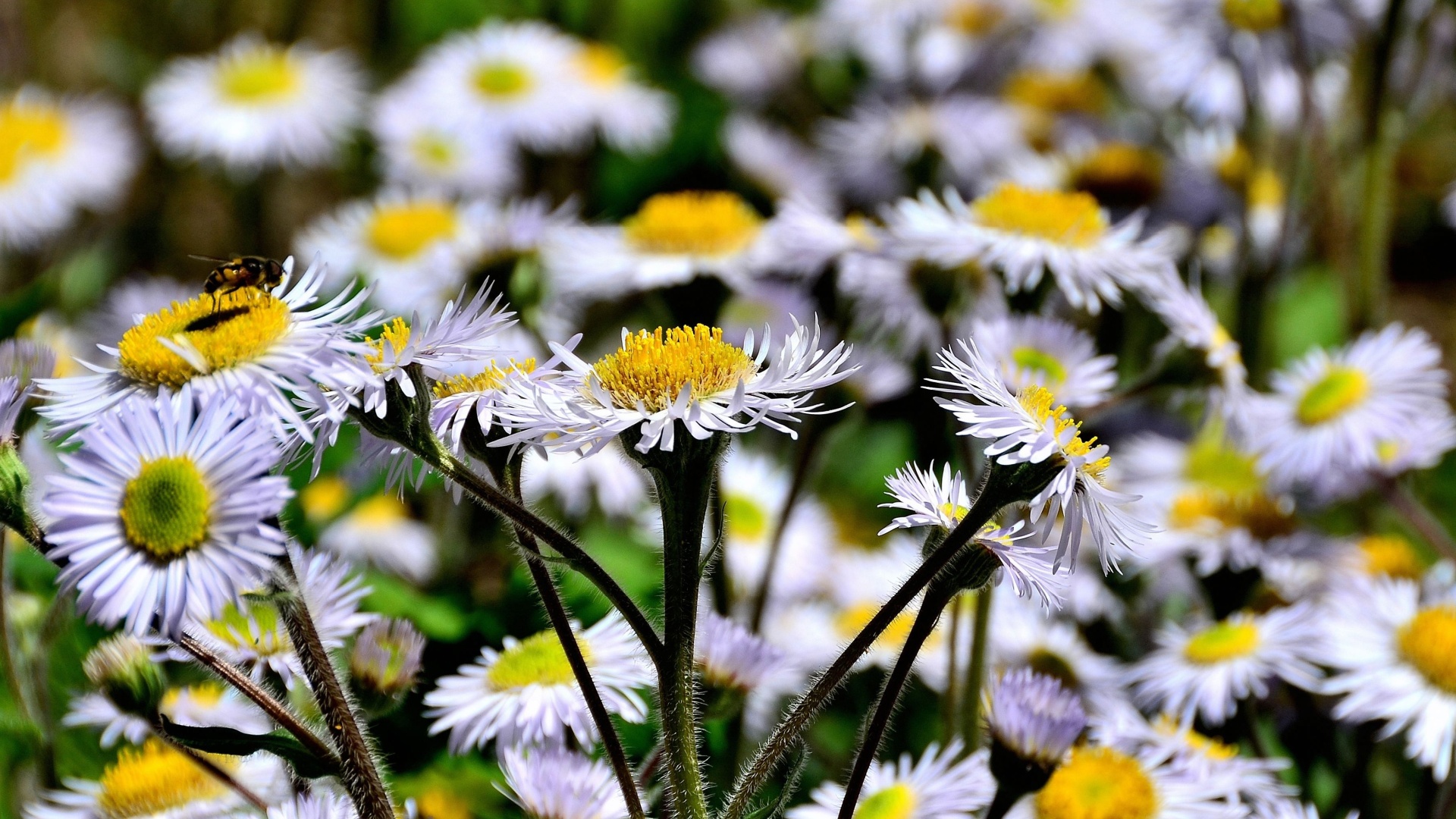 Native Groundcovers That Feed Insects In Pennsylvania Gardens