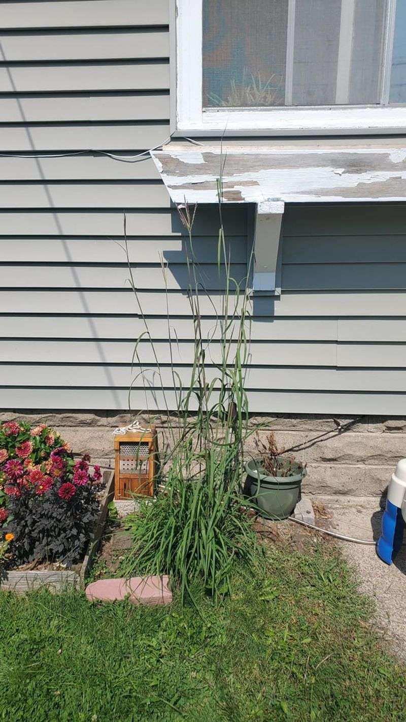 Big Bluestem (Andropogon gerardii)