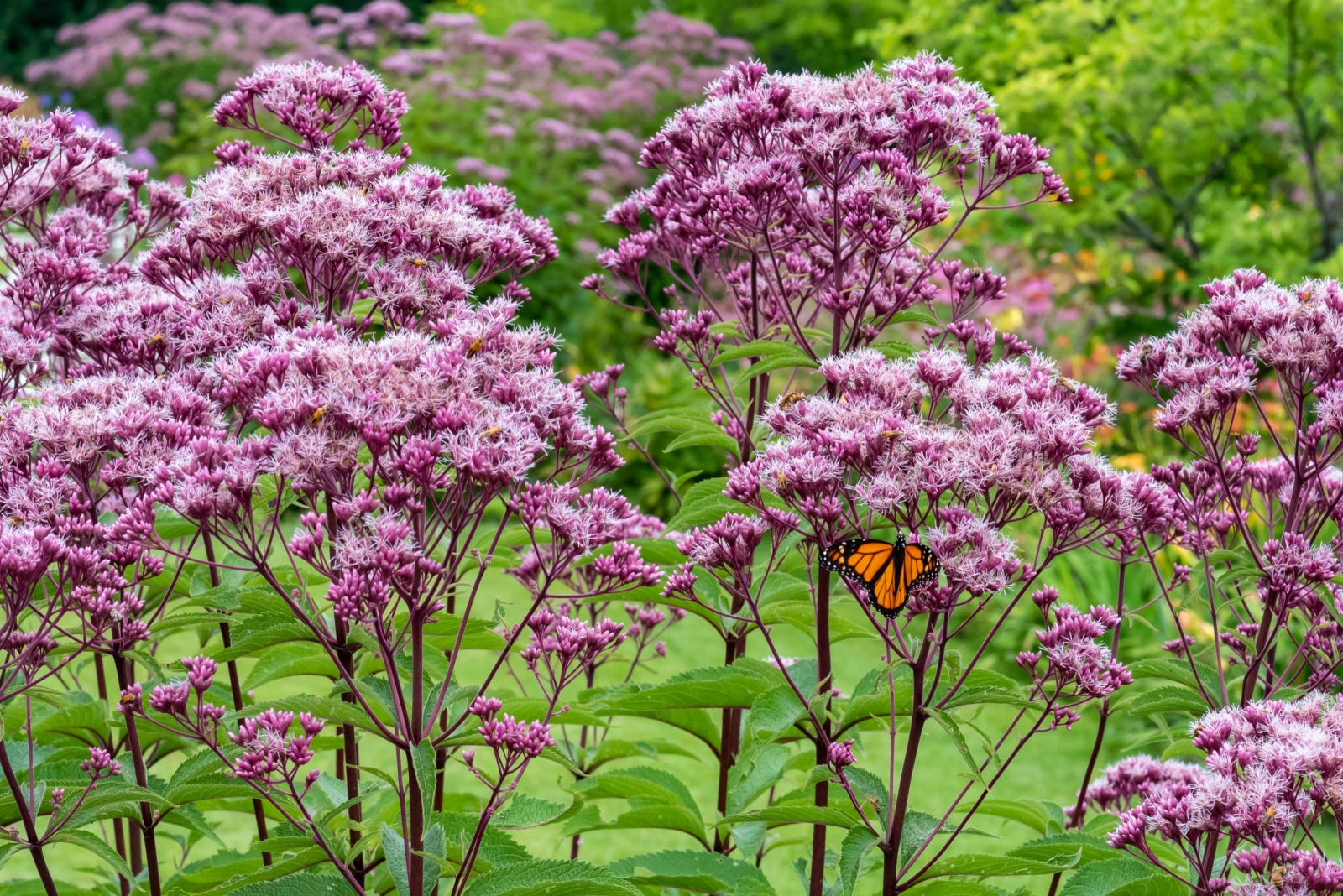 Native Layering Ideas Charlotte Gardeners Could Use To Support Local Wildlife