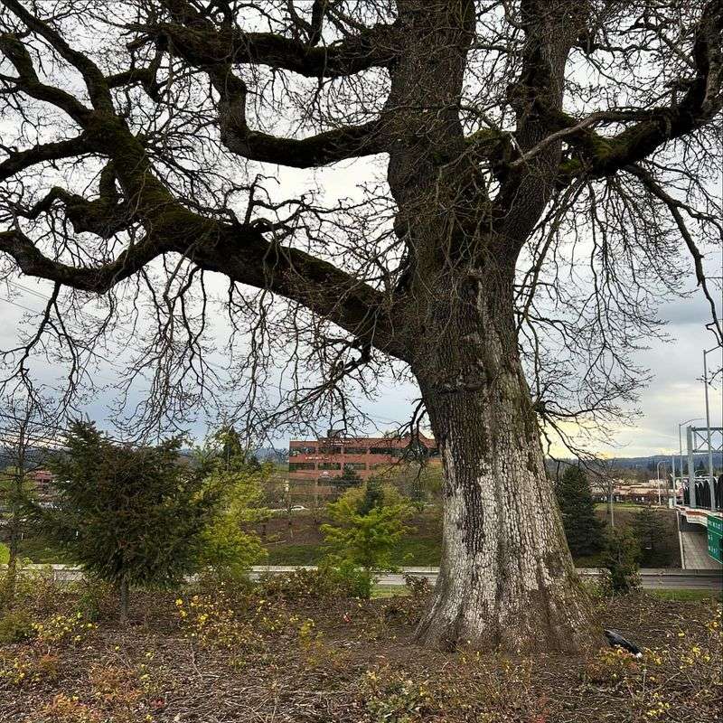 Towering Canopy Trees As Wildlife Apartments