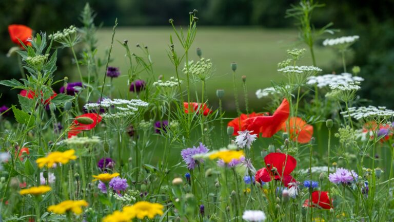 native meadow garden flowers