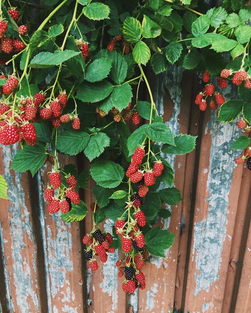 Berry Bushes As Living Fences