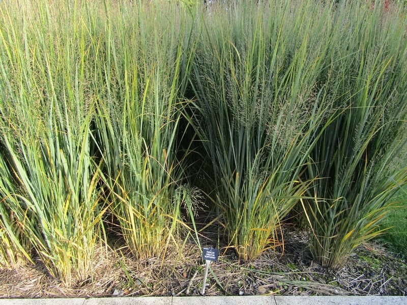 Using Switchgrass To Stabilize Slopes