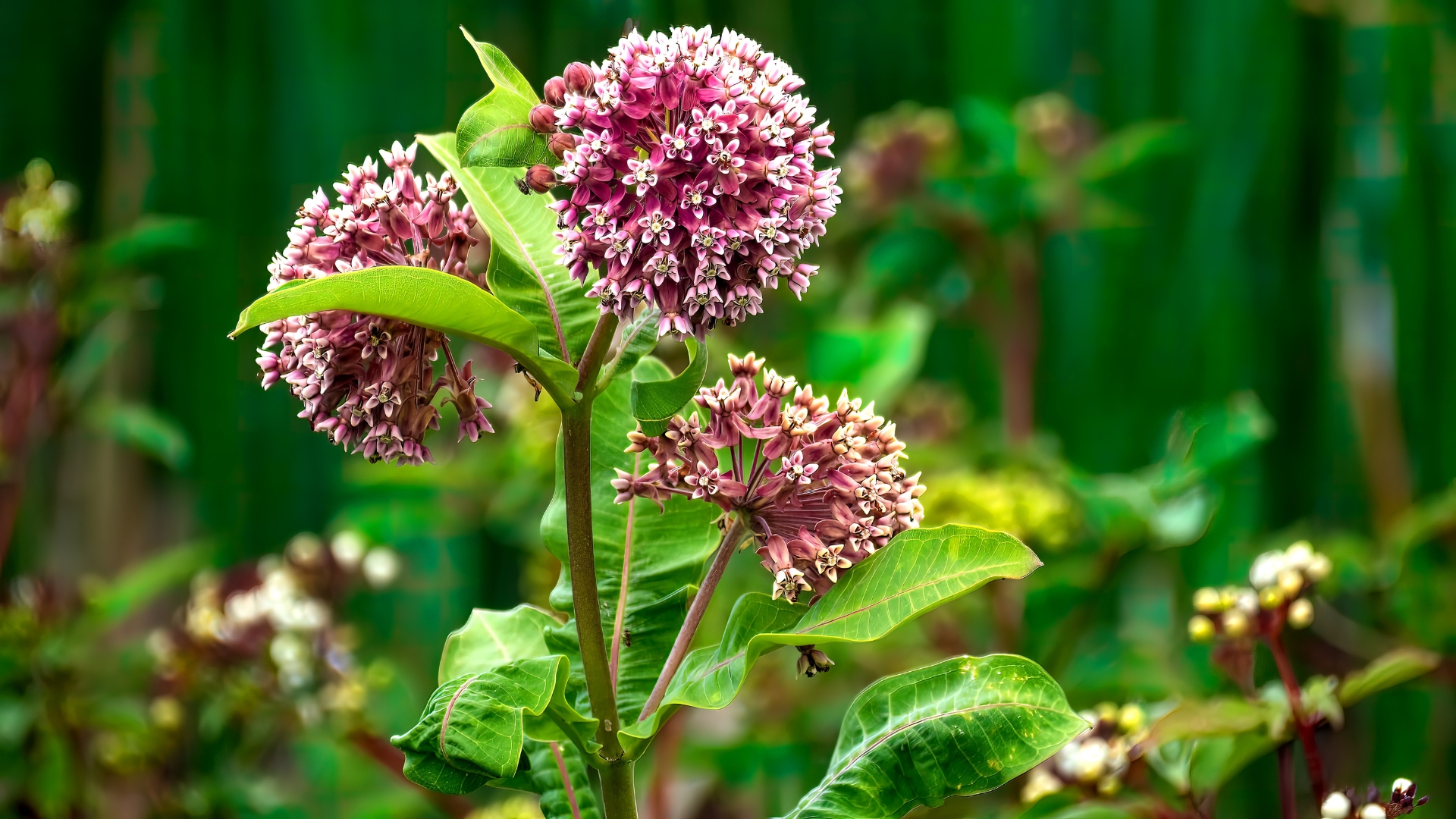 Native Plants That Are Feeding Monarchs Right Now In Minnesota