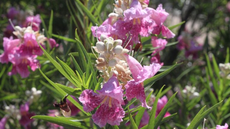 desert willow in bloom