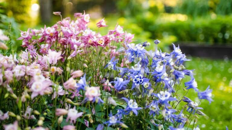 blue columbine bloom display