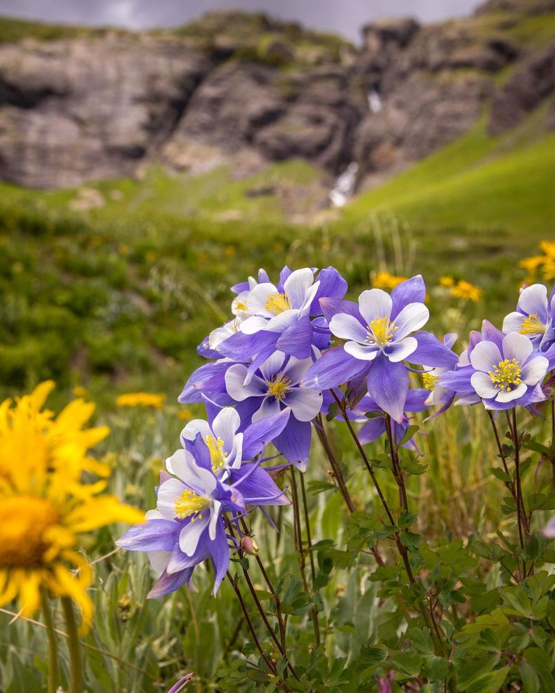 Blue Columbine
