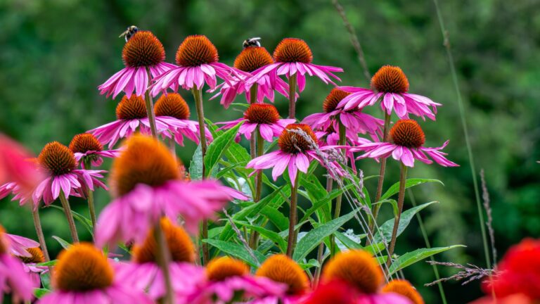 Purple Coneflower (featured image)
