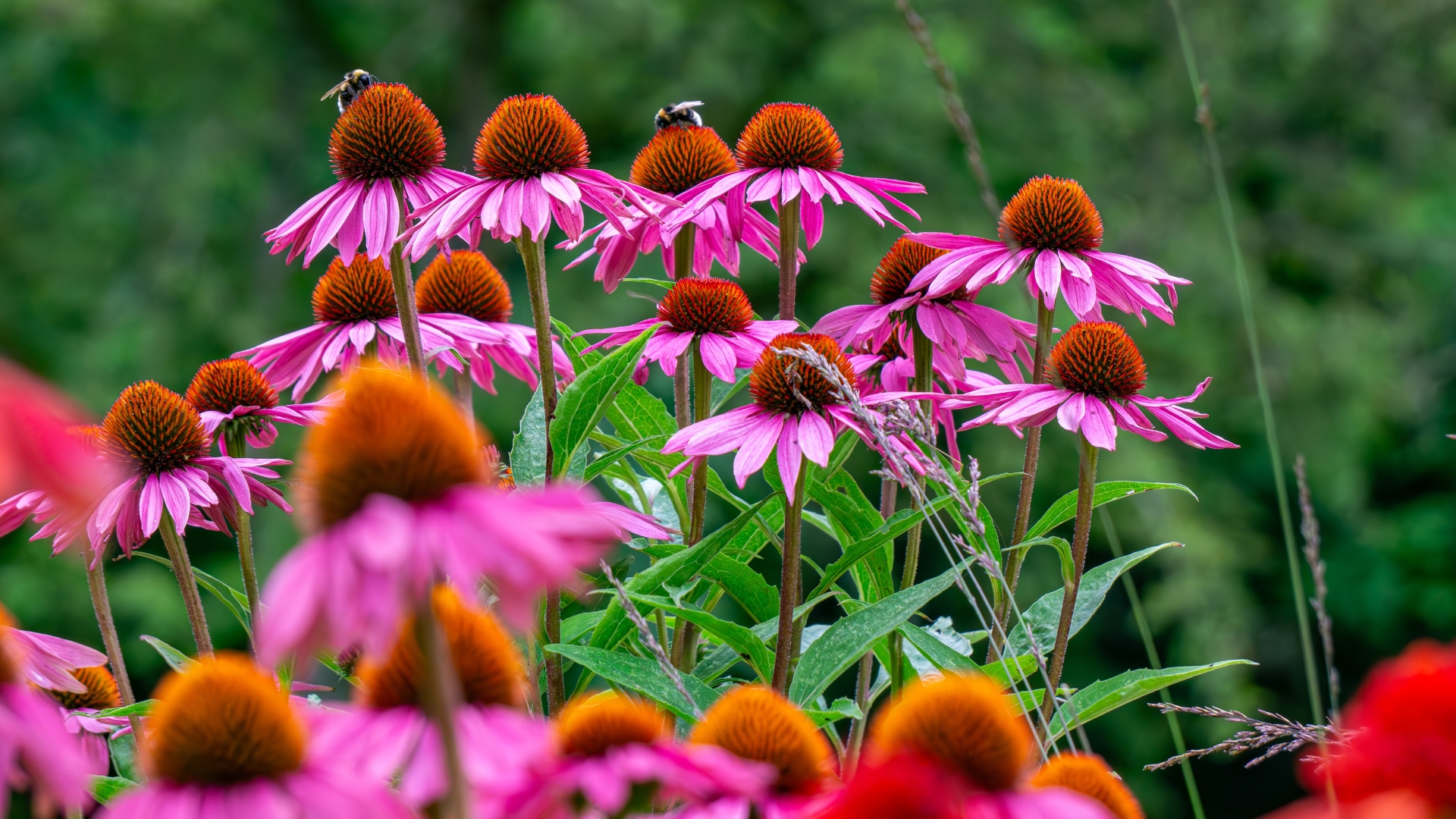 Native Plants That May Help Build Pollinator Corridors In Kansas City Yards