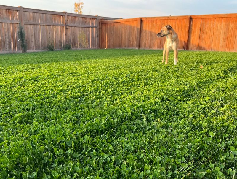 Lawn Stays Green During Drought Restrictions