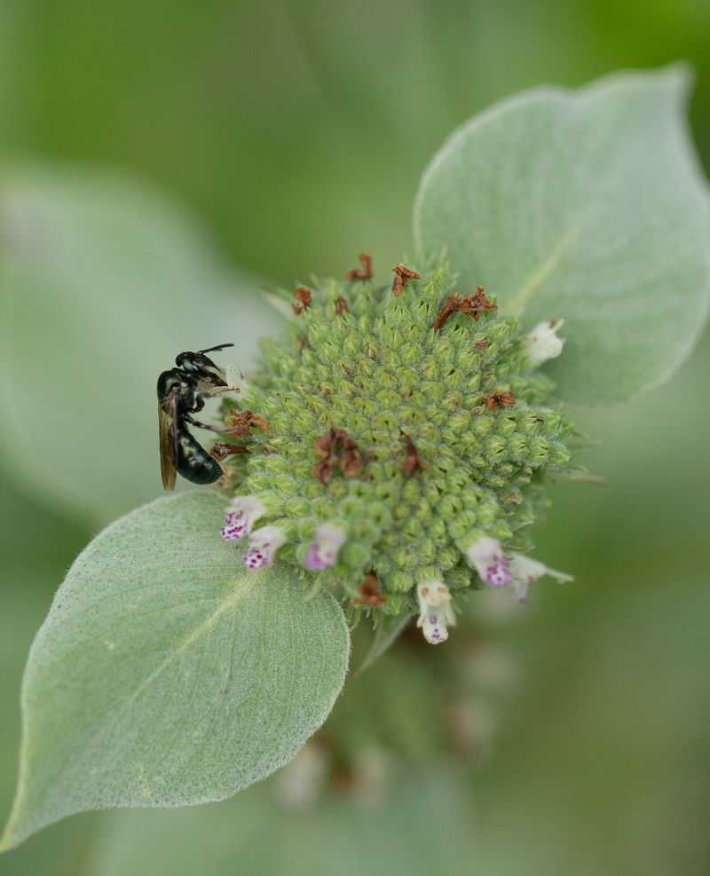 Bee Magnet Extraordinaire