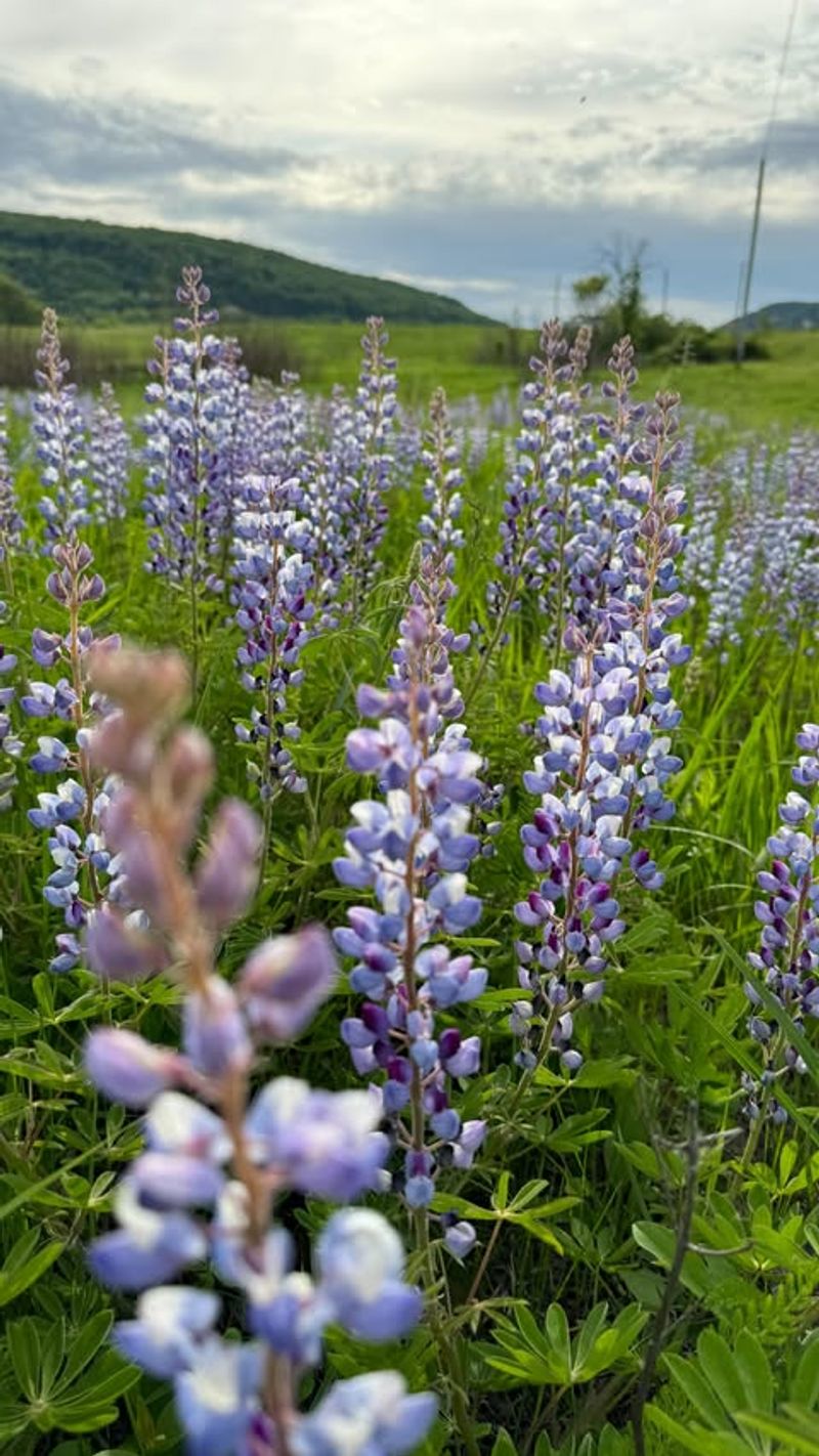 Wild Lupine