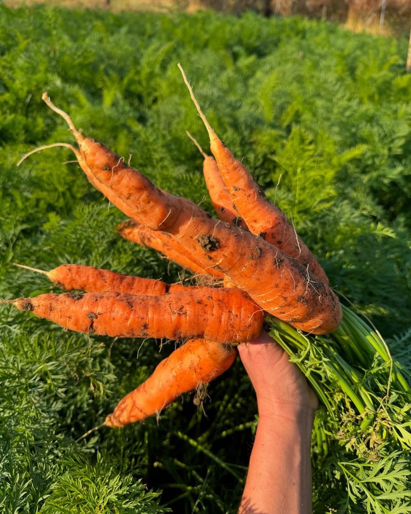 Carrots For Fall