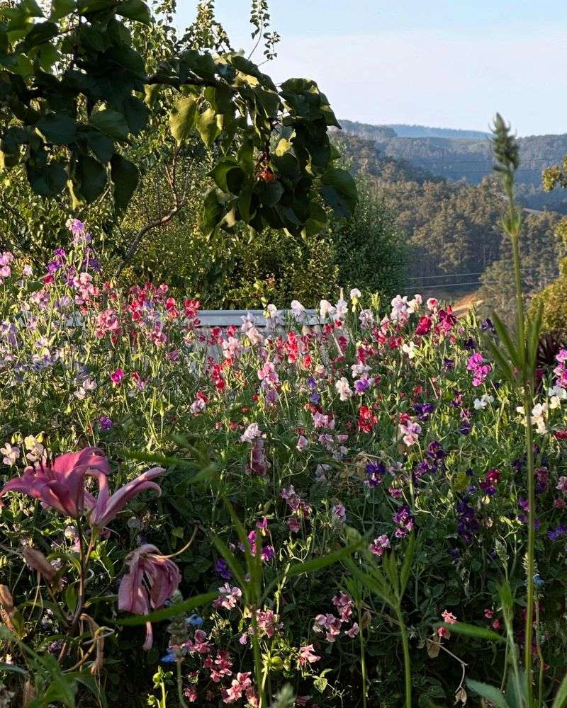 Meadow Sweet Border