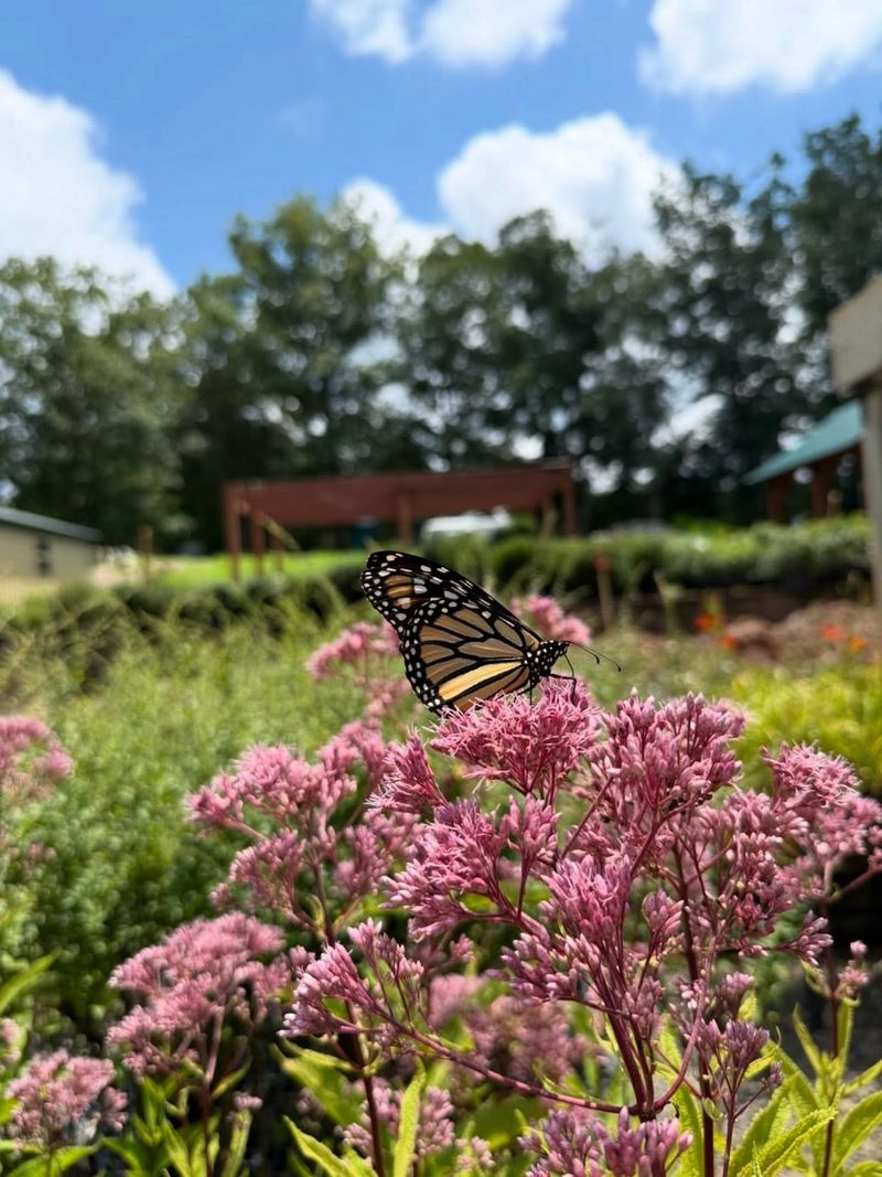 Pollinator Paradise With Native Perennials