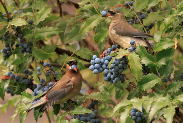 birds feed on an oregon grape (featured image)