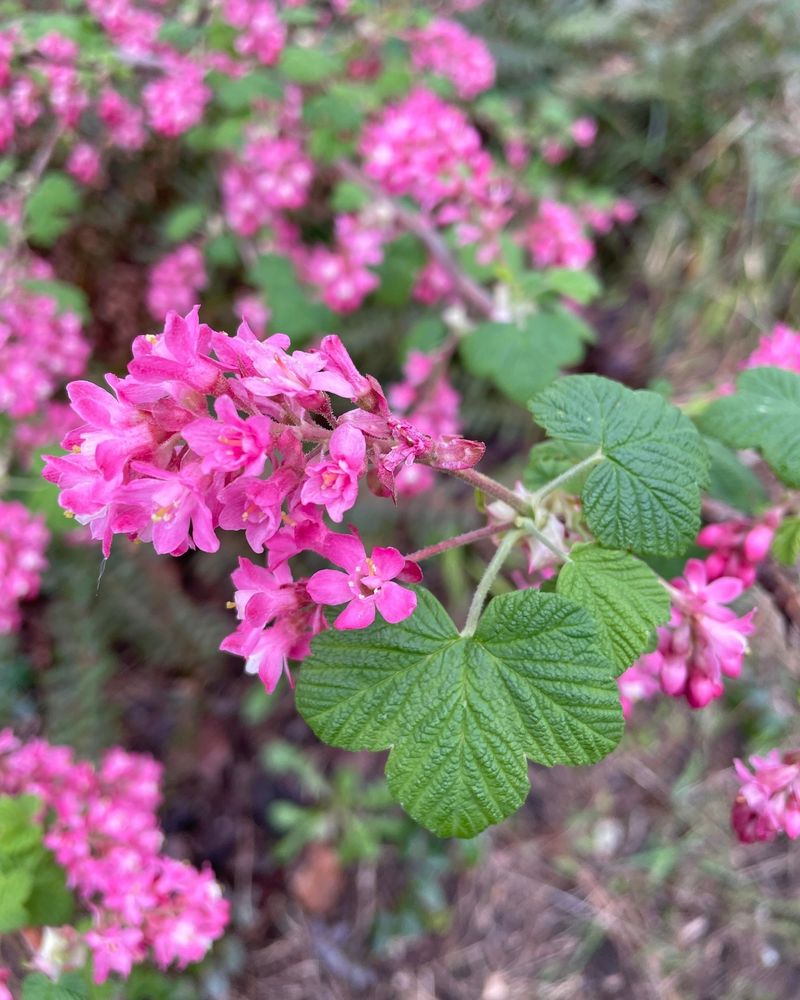 Red-flowering Currant (Ribes sanguineum)
