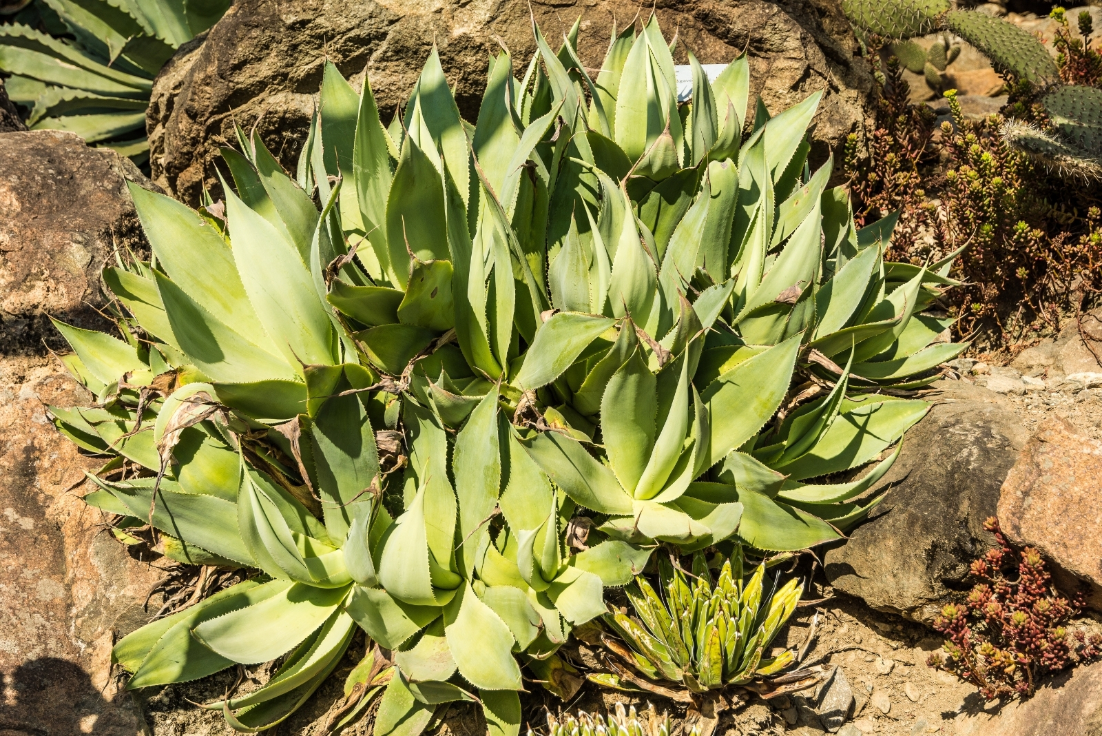 Native Succulent Borders That May Help San Diego Gardeners Save Water