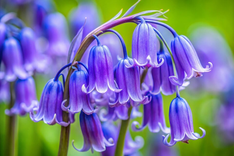 Native Vs Invasive Bluebell Flowers In Virginia Gardens