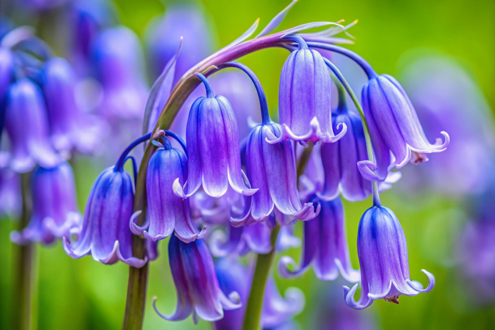 Native Vs Invasive Bluebell Flowers In Virginia Gardens