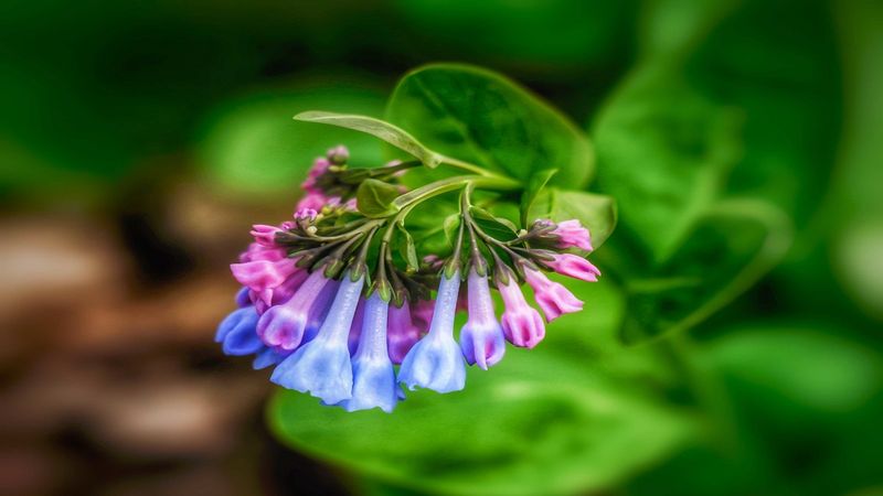 Virginia Bluebells: Our Native Treasure