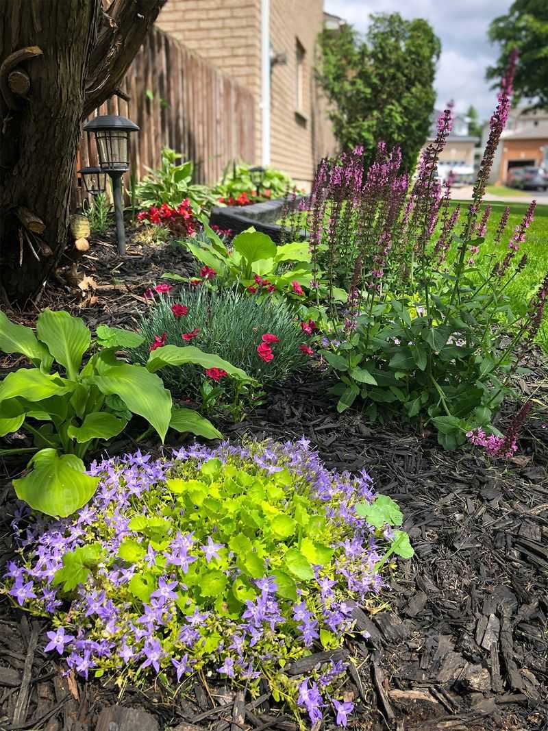 Perennial Division Garden