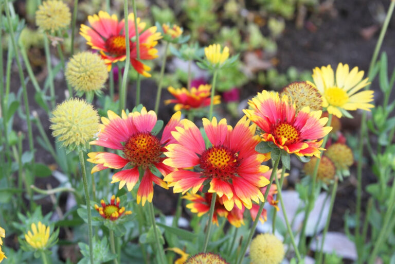 blanket flowers (featured image)
