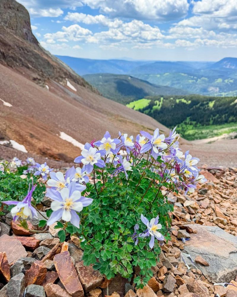 Rocky Mountain Columbine
