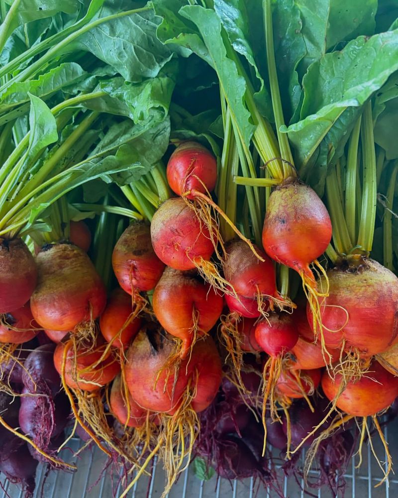 Hardy Vegetables