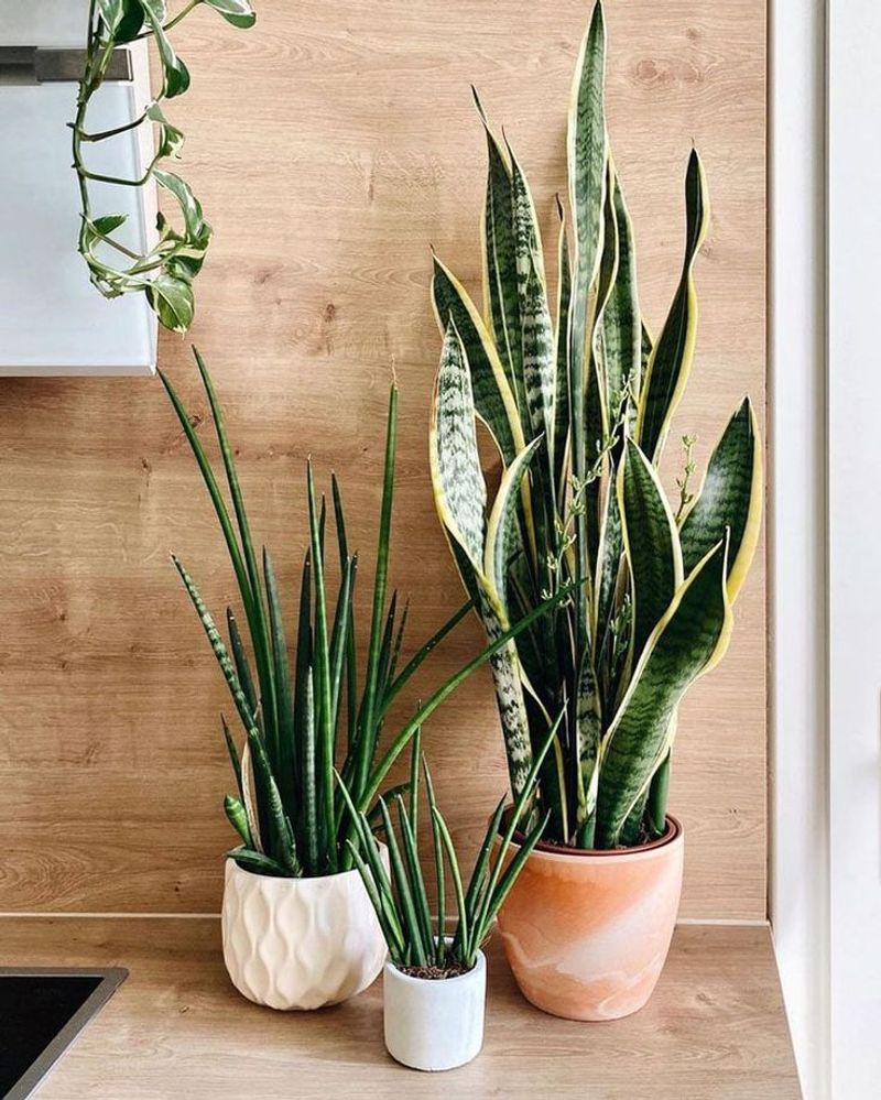 Pest-Resistant When Other Plants Succumb