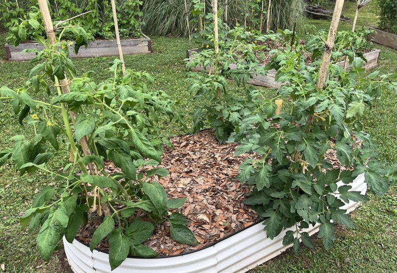 Maple Leaf Mulch Creates Free Garden Nutrients