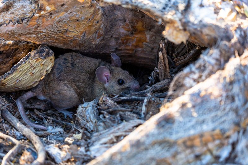 Small Mammal Sanctuaries