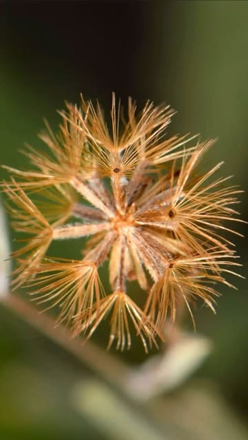 Native Plant Seed Dispersal