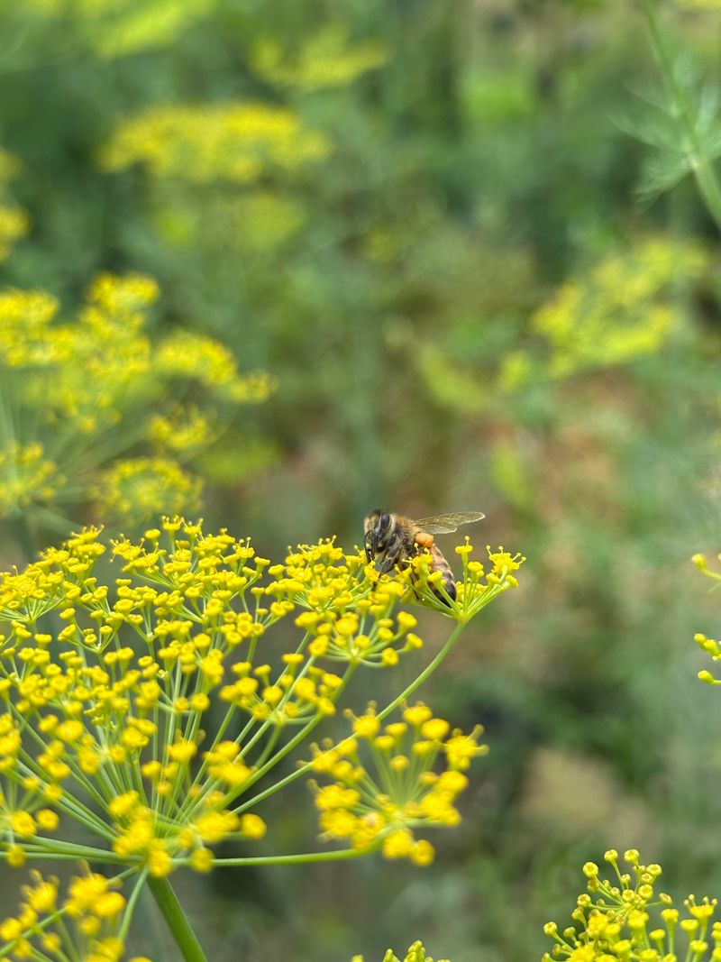Pollination Partnership Booster