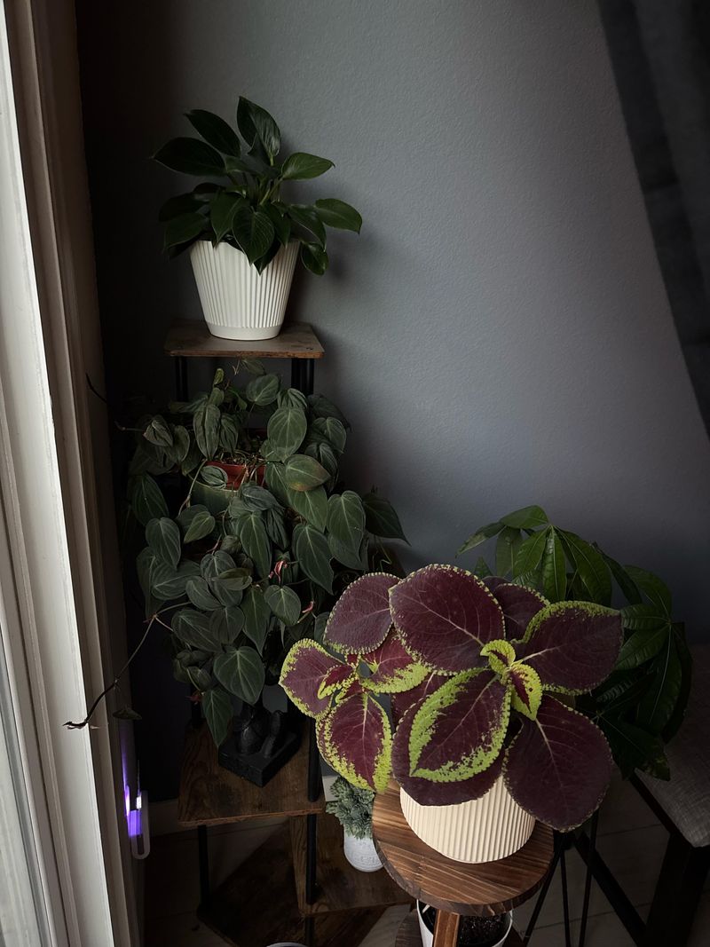 Soil PH Balancer For Acid-Loving Plants