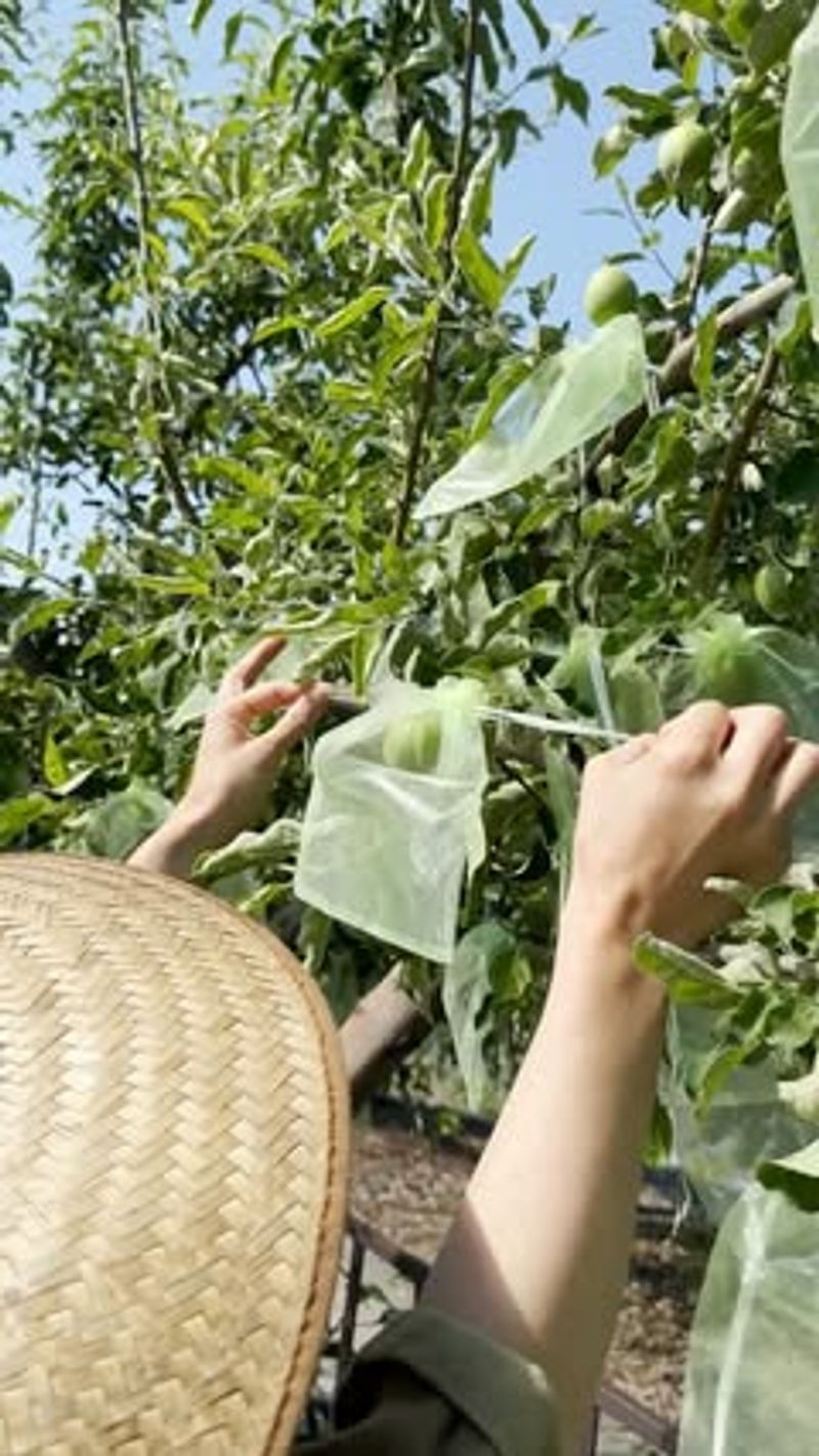 Fruit Bagging Technique