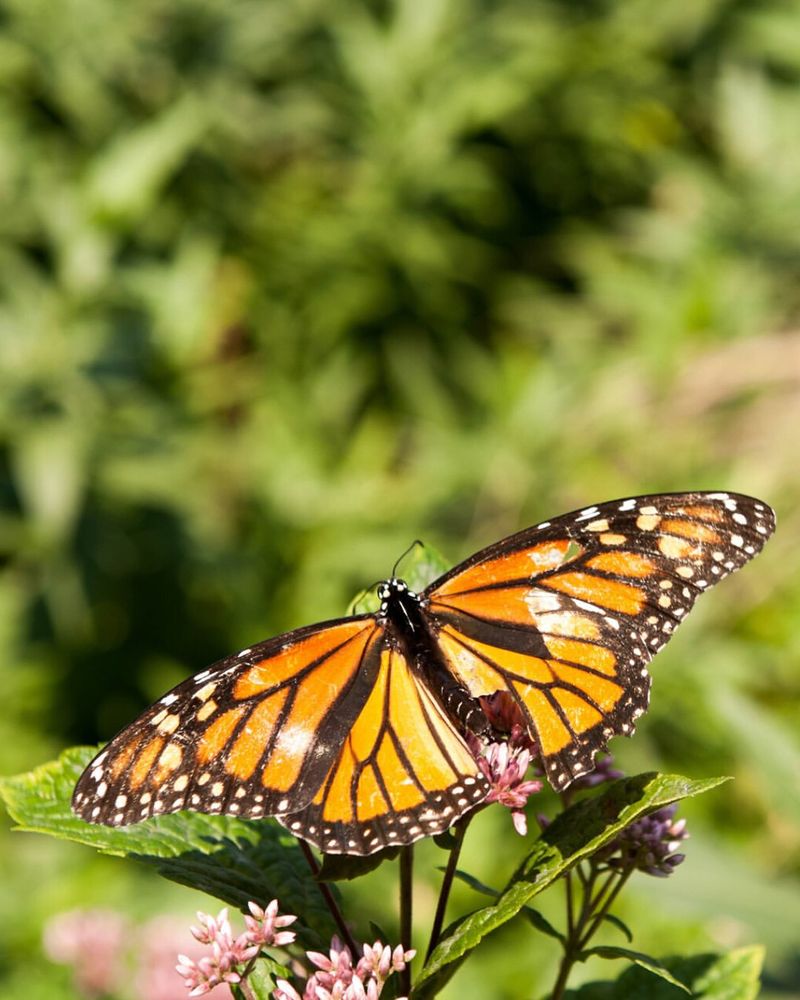 Wildlife Visitors Bring Gardens To Life