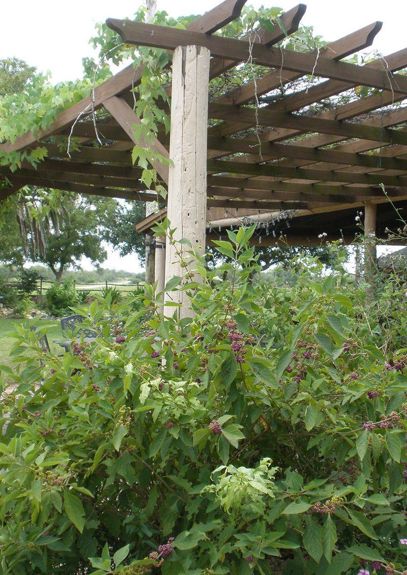 Wildlife Habitat Creates Backyard Sanctuaries