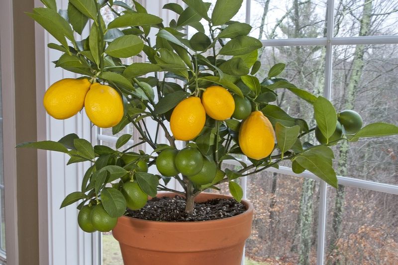 Ant Deterrent for Citrus Trees