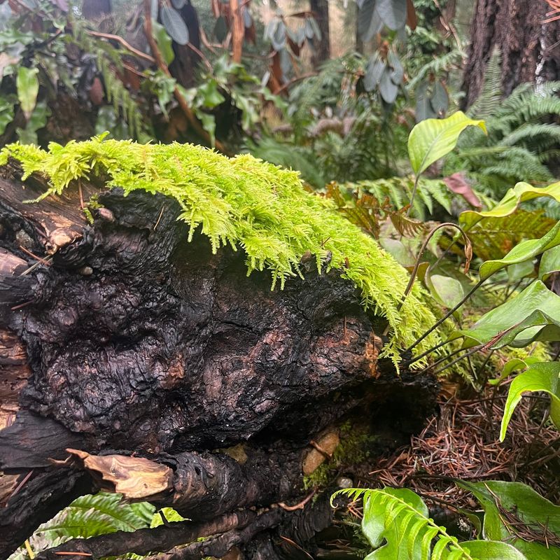 Perfect Home For Shade-Loving Ferns