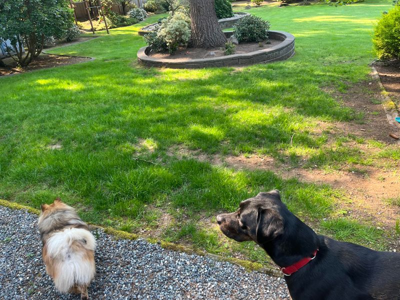 Pet-Friendly Without Yellow Spots