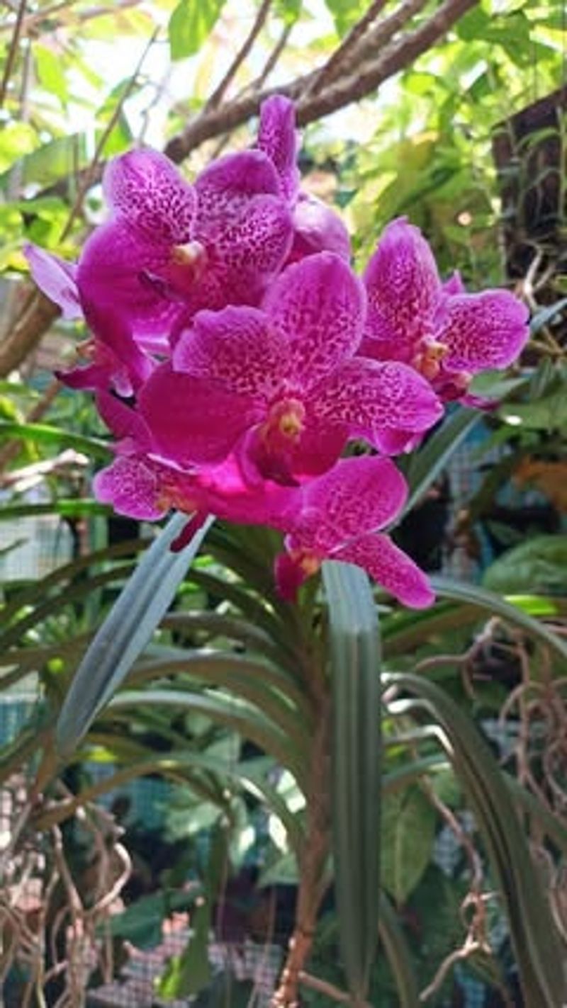 Vanda Orchids