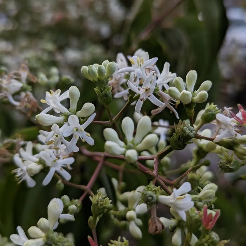 Fragrant Invitation