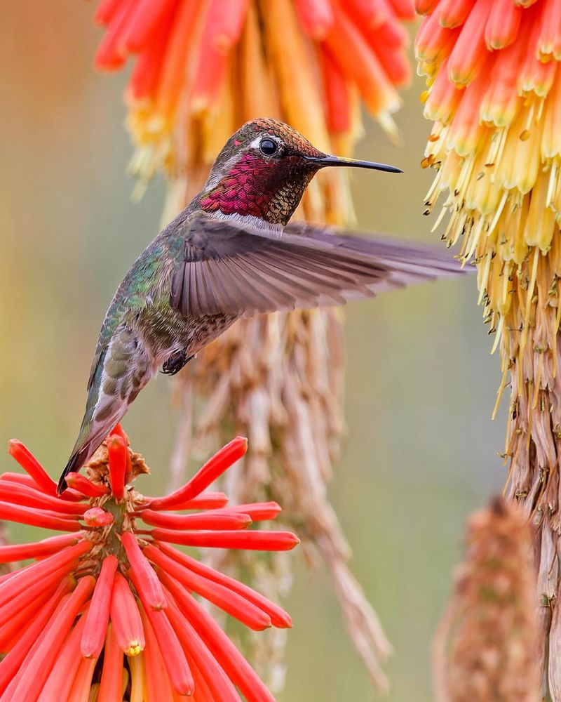 Fiery Colors That Catch Their Eye