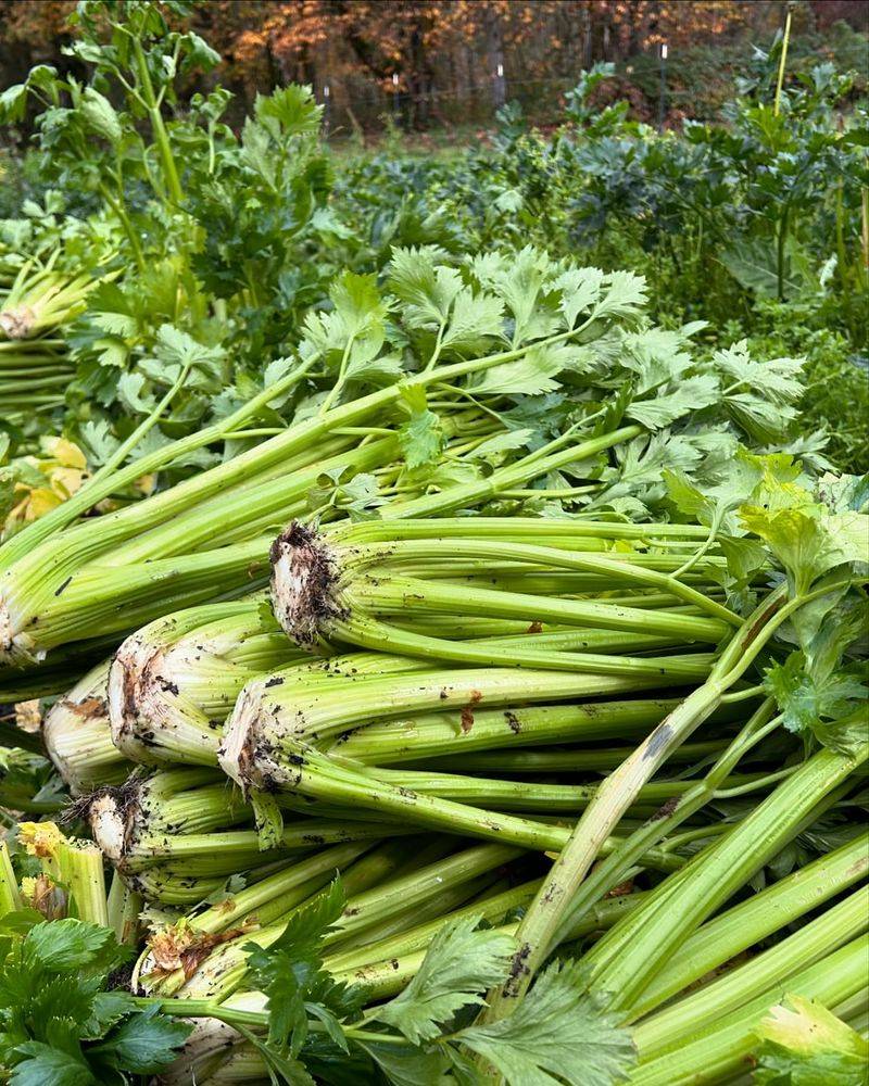 Celery: Stalks Soaking Up Sprays