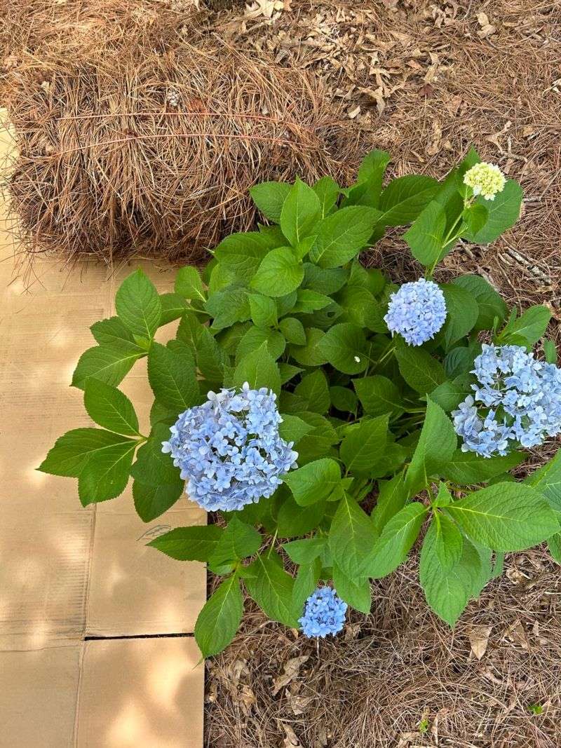 Cardboard Sheet Mulching