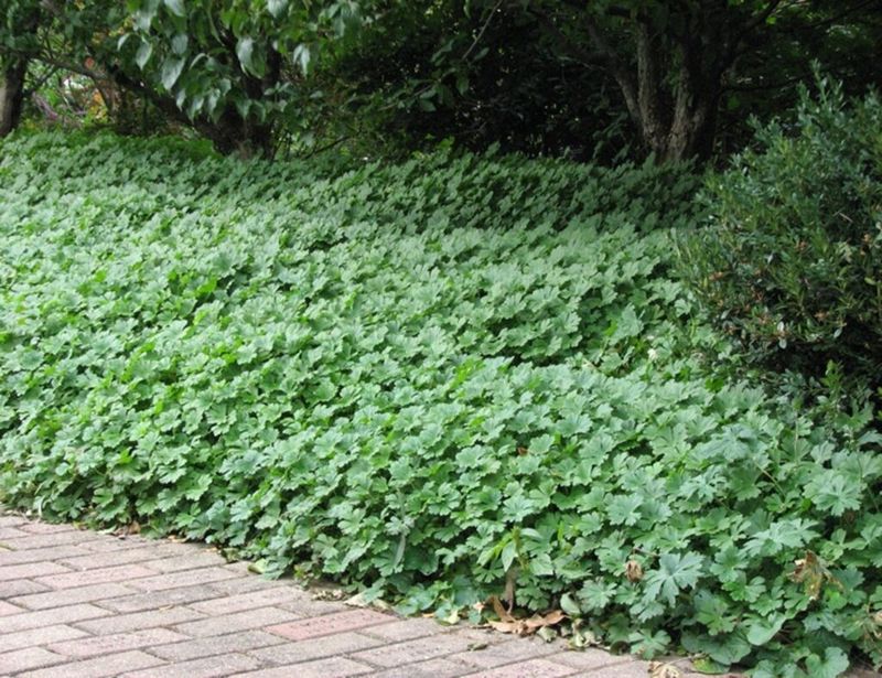 Invasive Ground Cover Takeover