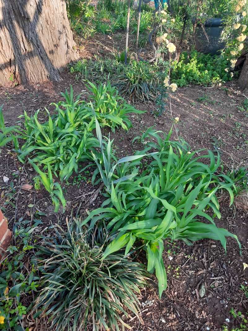 Forgetting to Divide Perennials